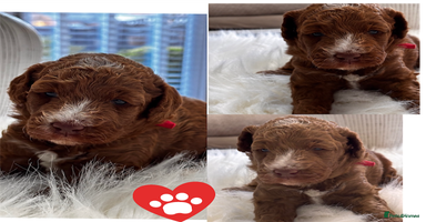 Labradoodle dogs Premium Multigen Labradoodle Puppies  - Advert 3