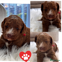 Labradoodle dogs Premium Multigen Labradoodle Puppies - Advert 3