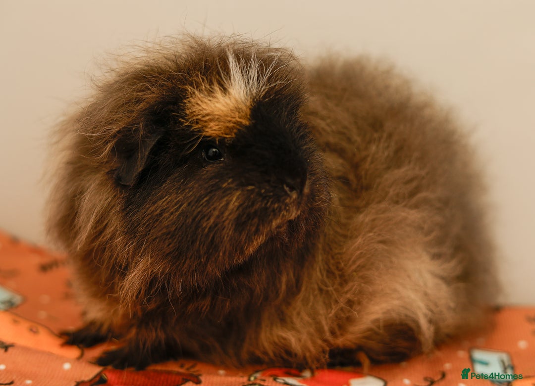 Guinea Pig rodents for sale: Female Swiss Guinea Pigs - Image 8