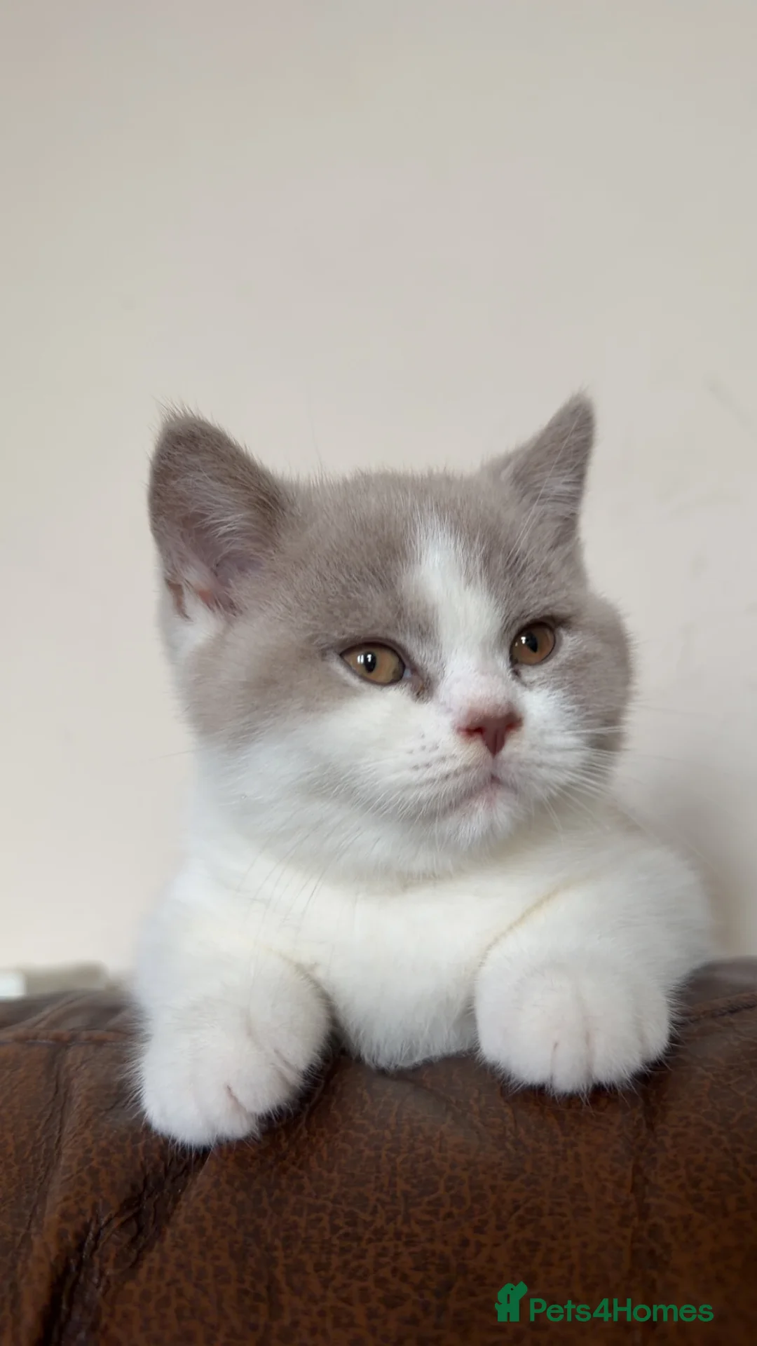 British Shorthair cats for sale: Last lilac Bicolour boy needs his new home  - Advert 2