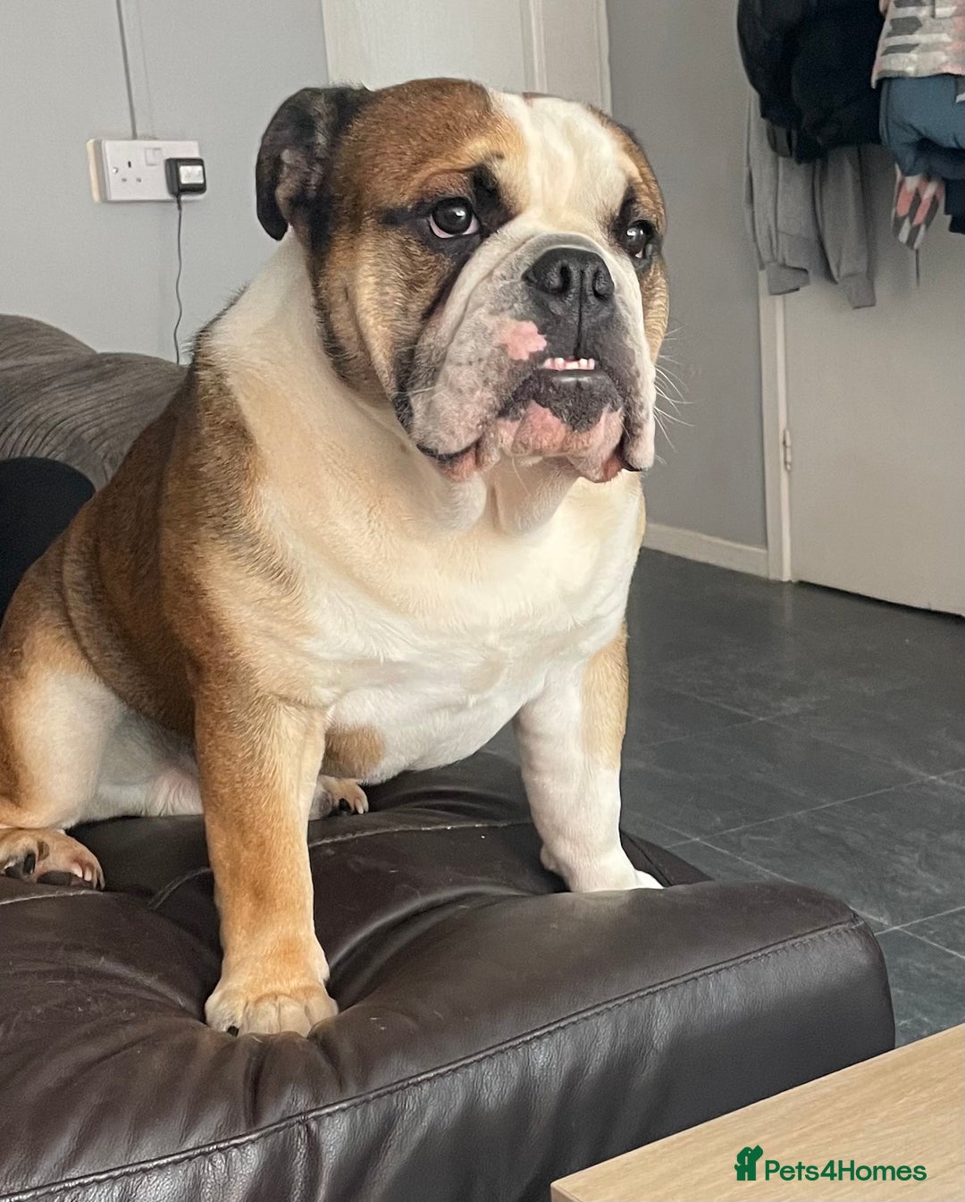 English Bulldog dogs for stud: English Bulldog Stud - Image 7