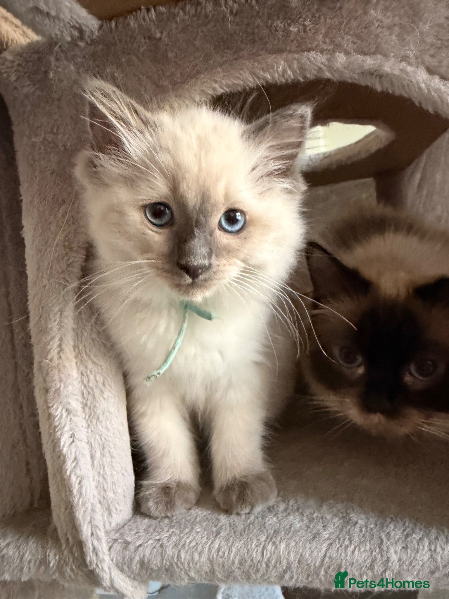 Ragdoll cats GCCF Ragdoll pedigree kittens  - Advert 12