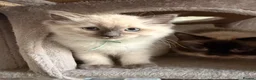 Ragdoll cats for sale: GCCF Ragdoll pedigree kittens blue point  - Advert 2