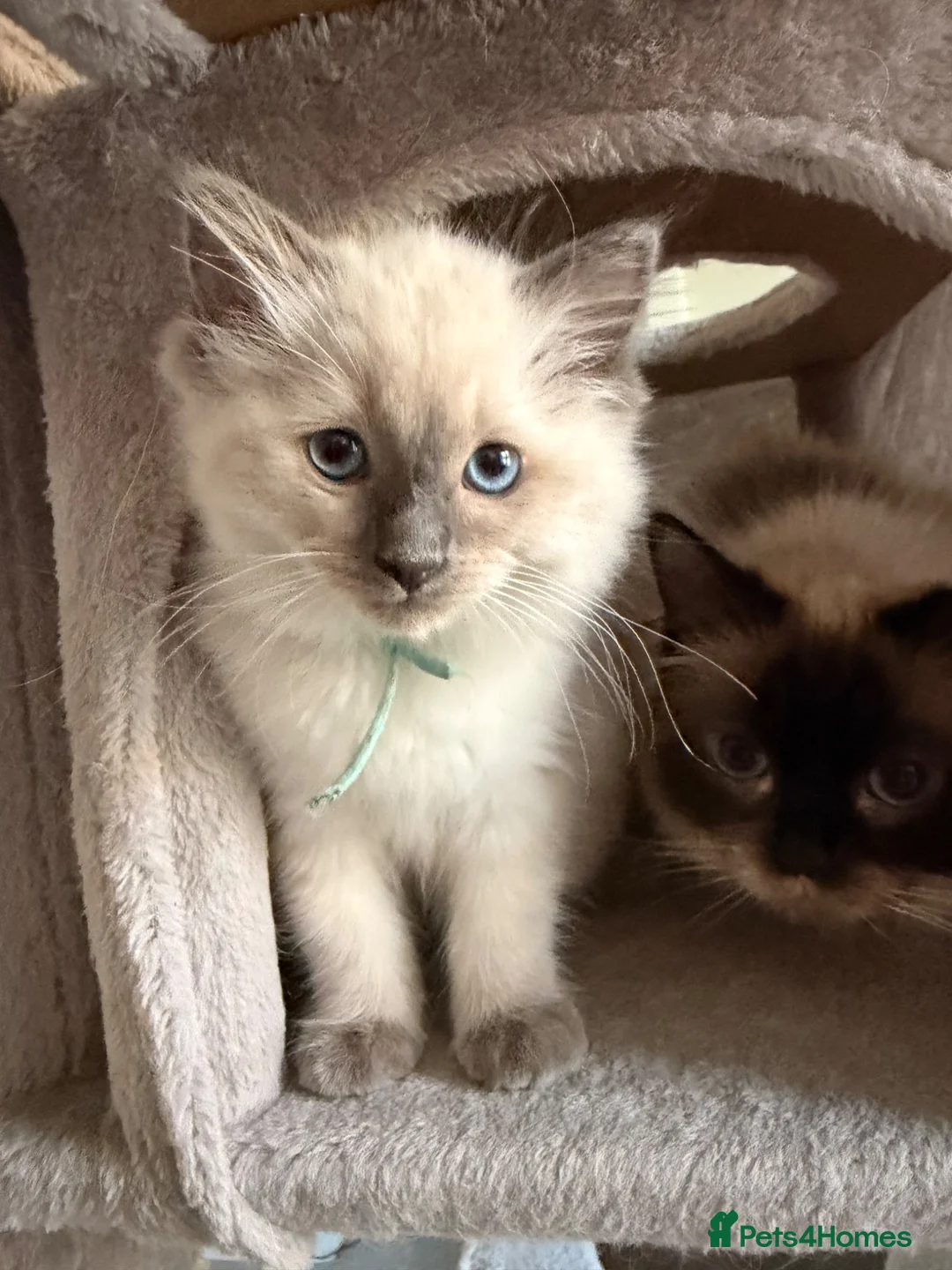 Ragdoll cats for sale: GCCF Ragdoll pedigree kittens blue point  - Advert 2