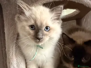 Ragdoll cats GCCF Ragdoll pedigree kittens - Advert 12