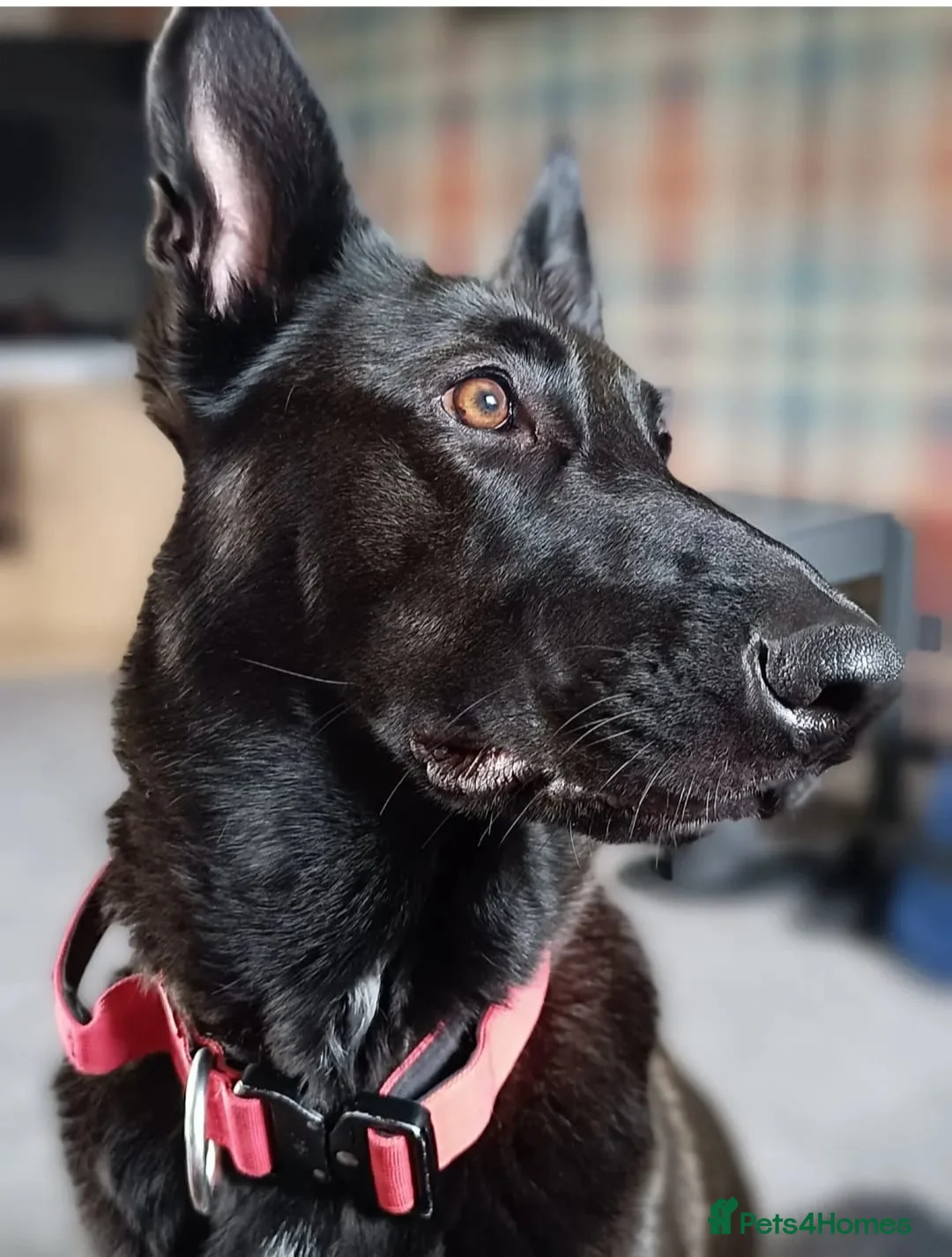 Alaskan Malamute dogs for sale: Maisie in Stockport - Advert 2