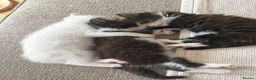 Mixed Breed cats for sale: Ragdoll X 2 longhair Blk and white ready now  - Advert 7