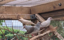 Finches birds for sale: ZEBRA FINCHES FOR SALE - Image 5