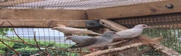 Finches birds for sale: ZEBRA FINCHES FOR SALE - Advert 5