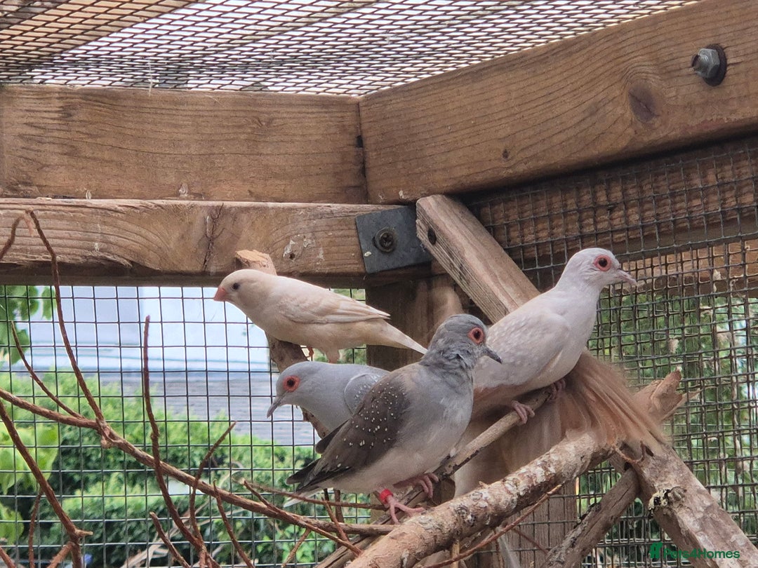Finches birds for sale: ZEBRA FINCHES FOR SALE - Image 5