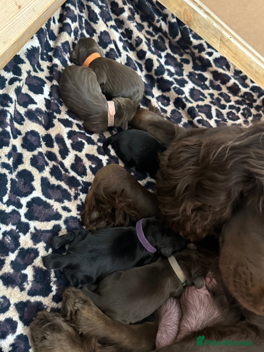 Cocker Spaniel dogs for sale: 6 beautiful Cocker Spaniel puppies.  - Advert 4