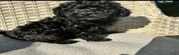 Toy Poodle dogs for sale: BEAUTIFUL KC REG BLACK TOY POODLE PUPPY GIRL  - Advert 8