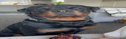 Rottweiler dogs for stud: ⭐️ Rottweiler stud ⭐️ - Advert 7