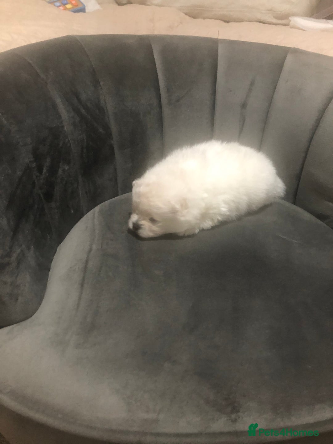 Pomeranian dogs for sale: Teddy Face , Pop Quality, Tiny BOY! - Advert 15