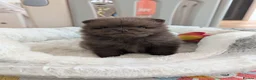 Pomeranian dogs for sale: MOCHI the chocolate pom boy in Sunderland - Advert 7