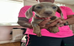 Miniature Dachshund dogs for sale: Miniature Dachshund Puppies  in Newcastle upon Tyne - Image 15