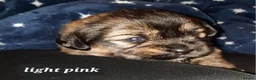 Mixed Breed dogs for sale: Rottweiler cross Shih Tzu puppies - Advert 20