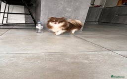 Pomeranian dogs for sale: Gorgeous Lilac Pomeranian Girl  - Image 5