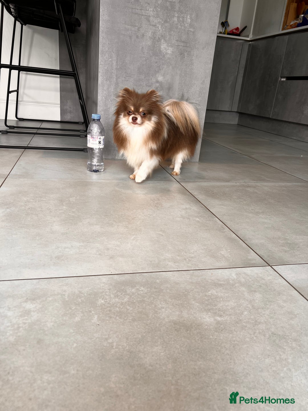 Pomeranian dogs for sale: Gorgeous Lilac Pomeranian Girl  - Image 5