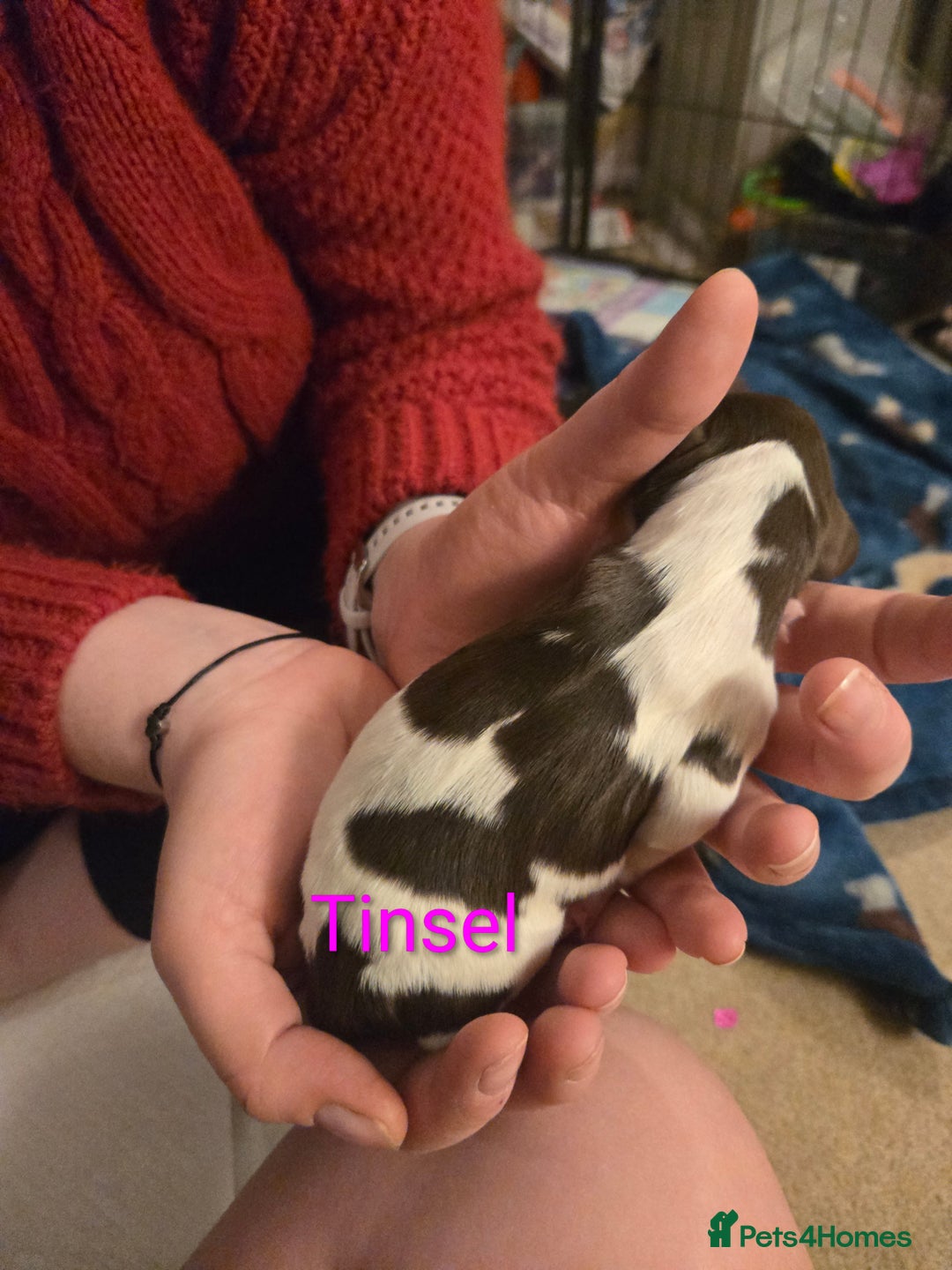 English Springer Spaniel dogs for sale: KC Registered English Springer Spaniel Puppies - Advert 10