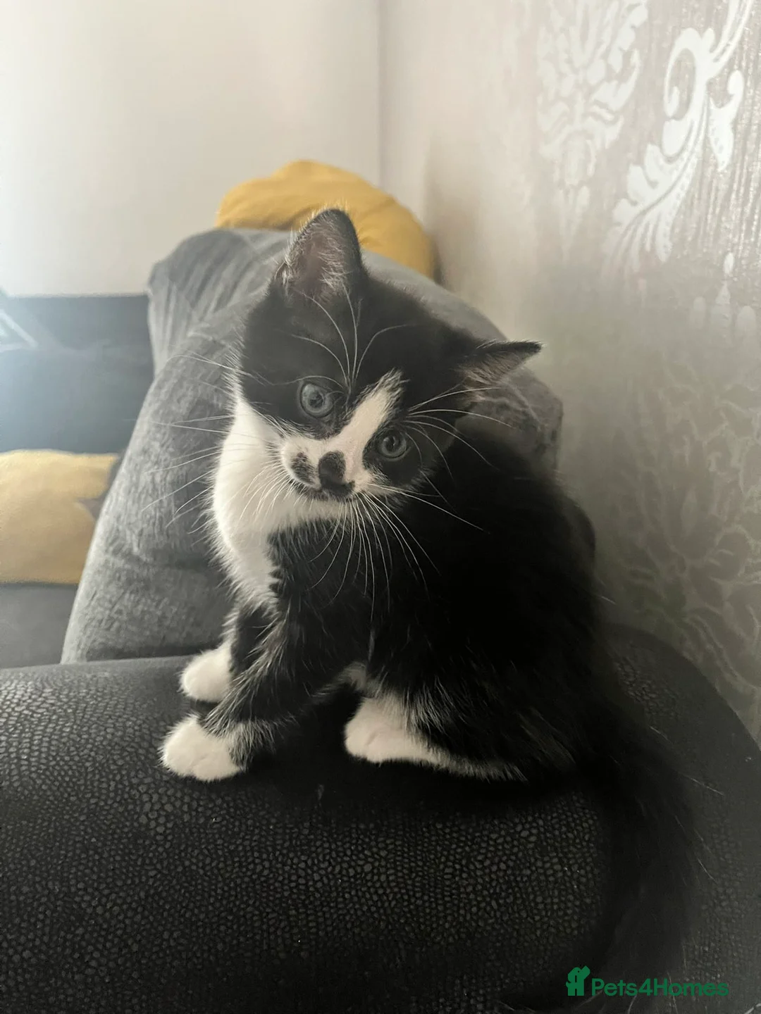 Mixed Breed cats for sale: Mixed Bread Female - Advert 2