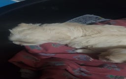 Maltese dogs for sale: Little Mia looking for forever home  - Image 8