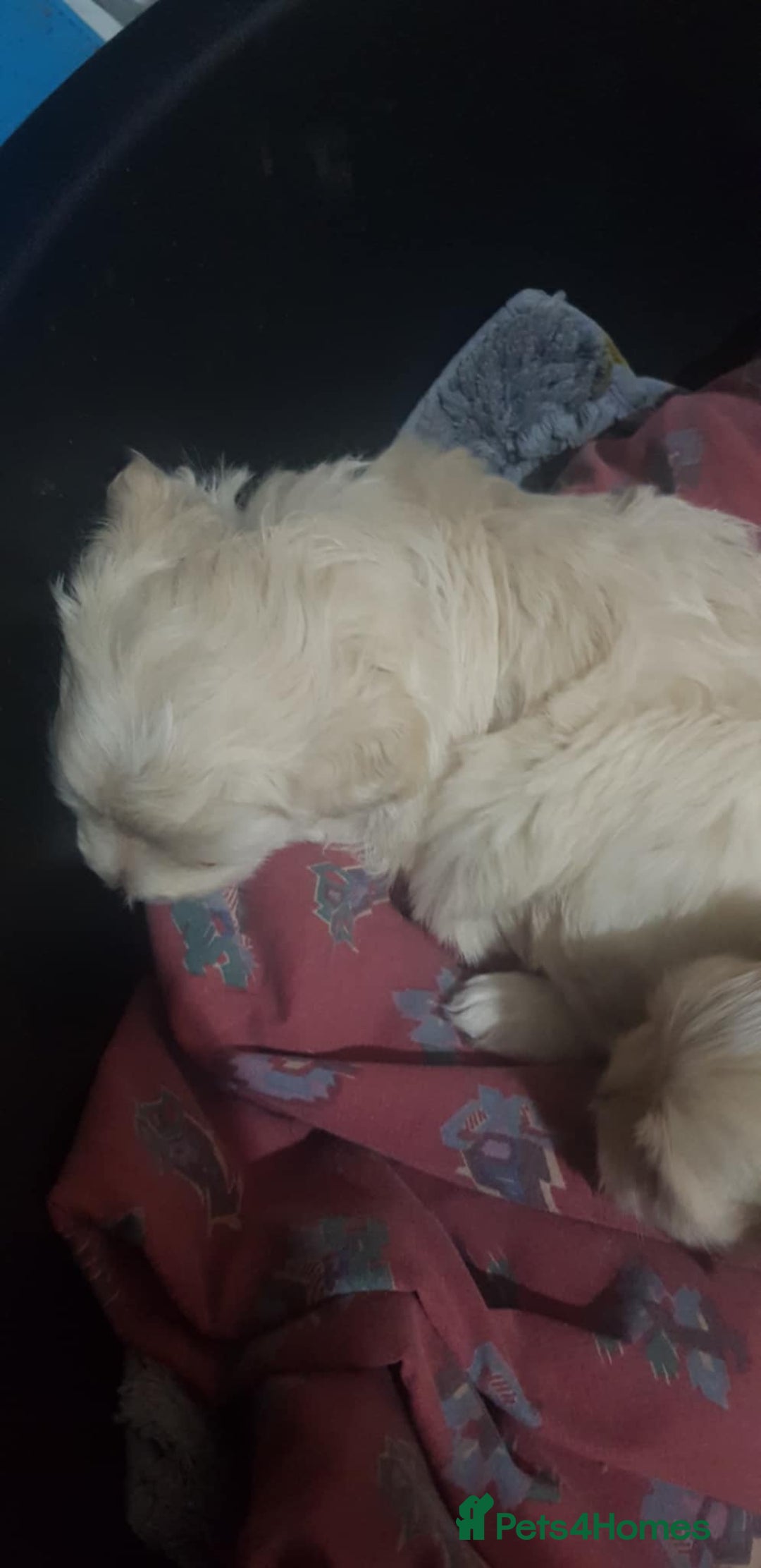 Maltese dogs for sale: Little Mia looking for forever home  - Image 8