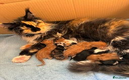 Maine Coon cats for sale: TICA registered pedigree Maincoon kittens - Image 18