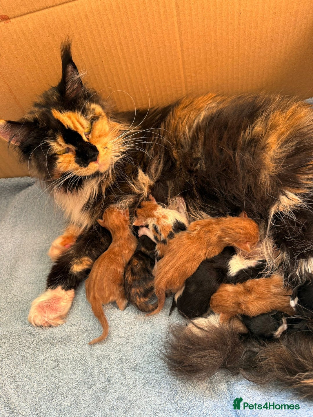 Maine Coon cats for sale: TICA registered pedigree Maincoon kittens - Image 18