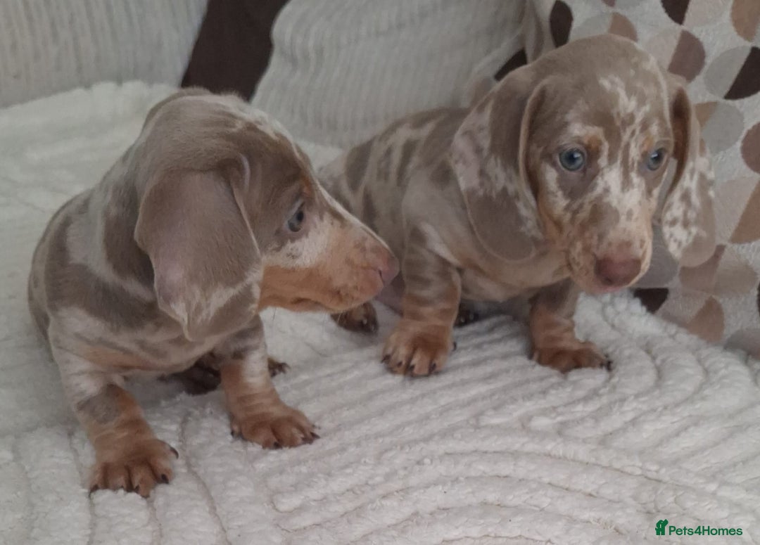 Miniature Dachshund dogs for sale: Adorable KC registered mini dachsund pups - Image 15