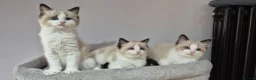 Ragdoll cats for sale: 3 TICA Registered Males for Sale - Advert 4