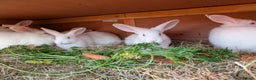 New Zealand rabbits for sale: New Zealand White kits pure - Advert 5