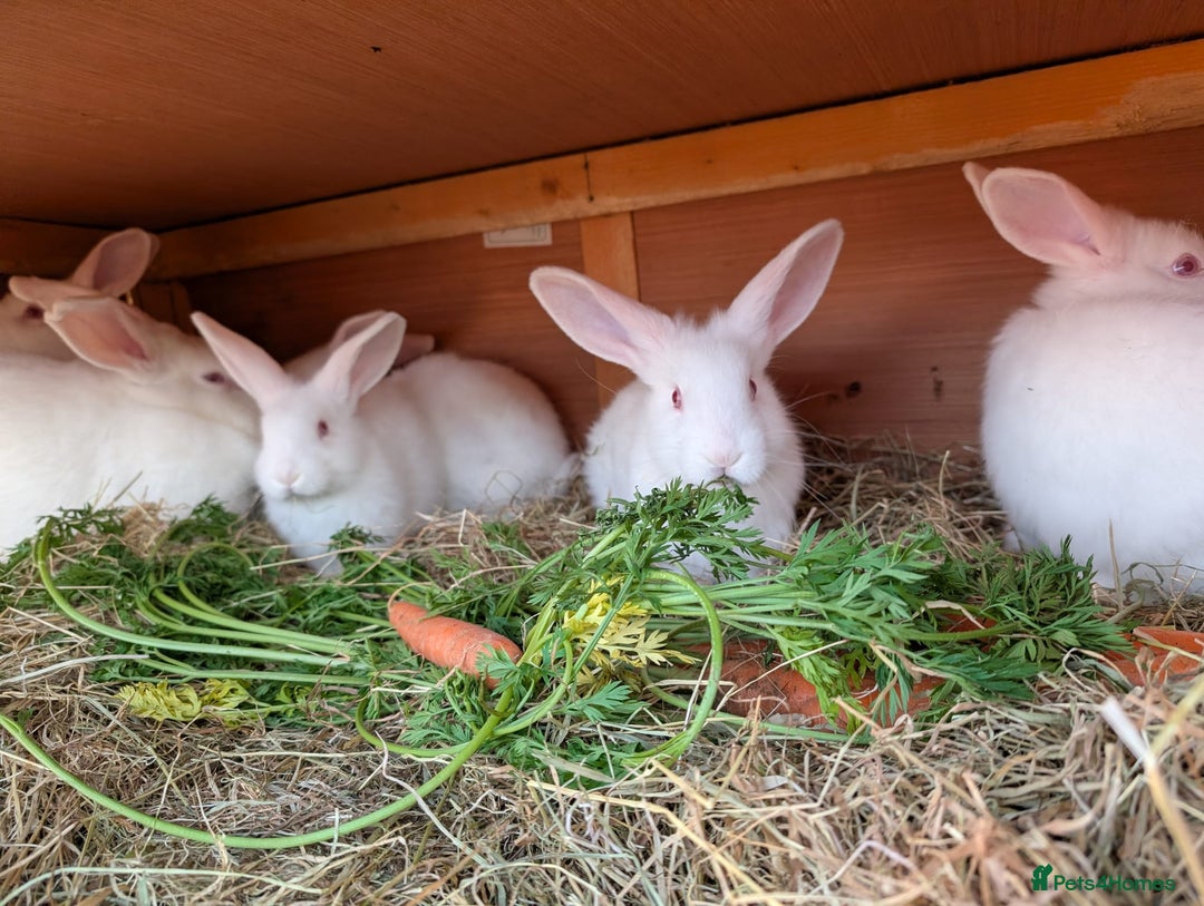 New Zealand rabbits for sale: New Zealand White kits pure - Advert 5