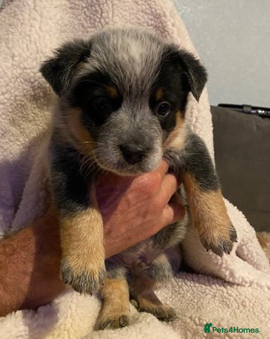 Australian Cattle Dog dogs for sale: Australian Cattle Dog Puppies - Advert 4