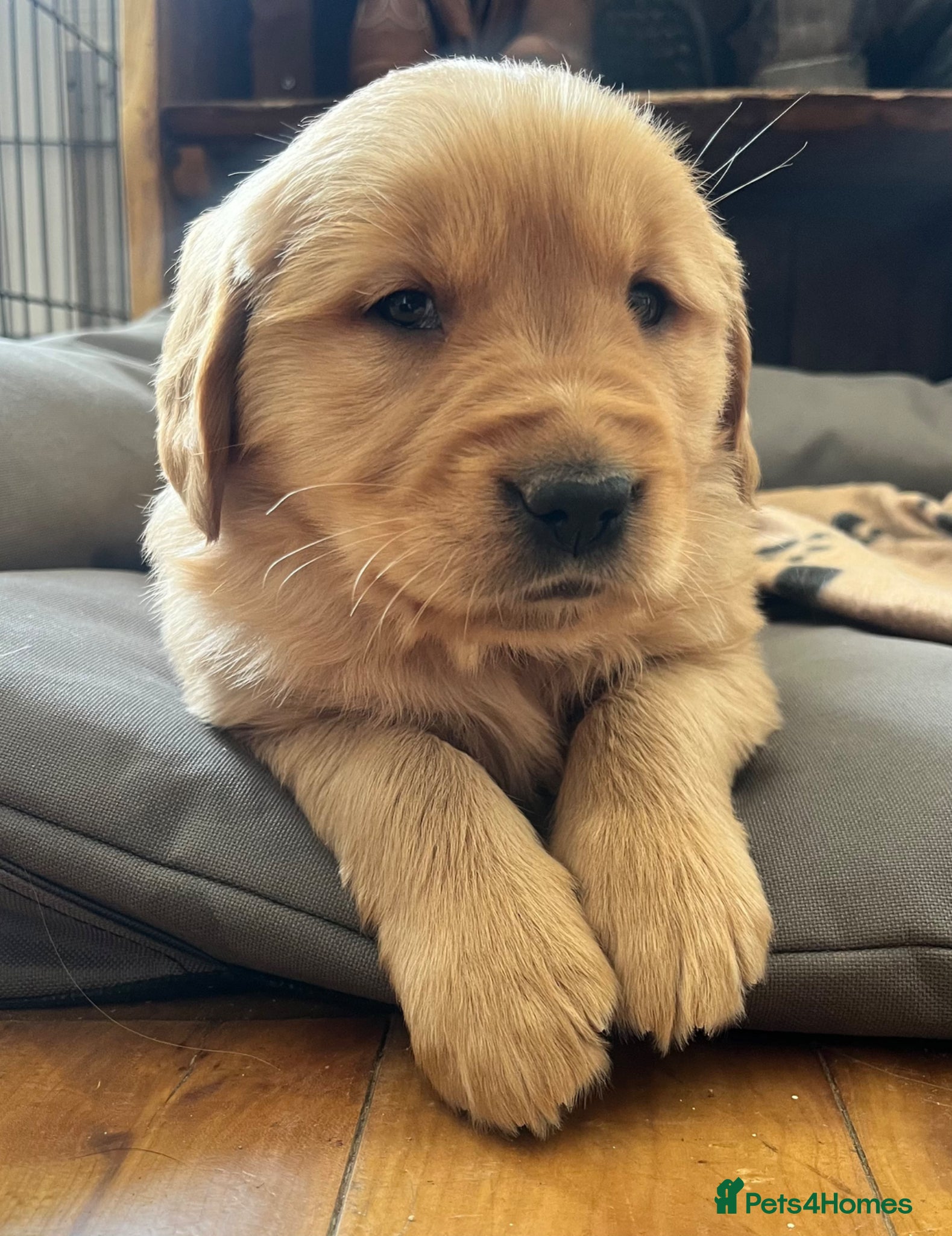 Golden Retriever dogs Beautiful KC Golden Retriever Puppies - Advert 2