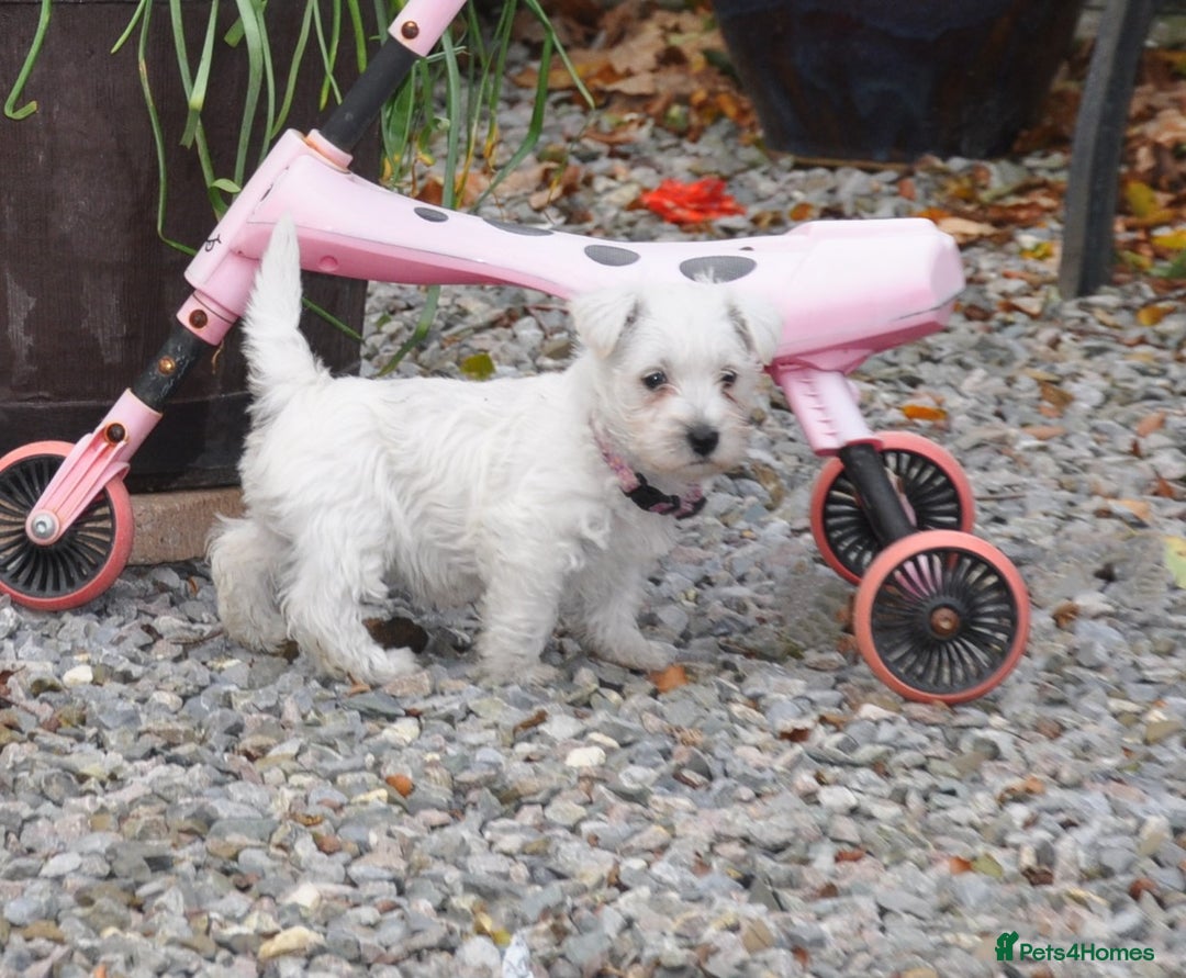 West Highland Terrier dogs for sale: Gorgeous West Highland Terrier Puppies - Image 11