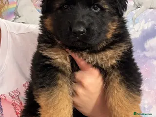 German Shepherd dogs Beautiful girl available - Advert 2