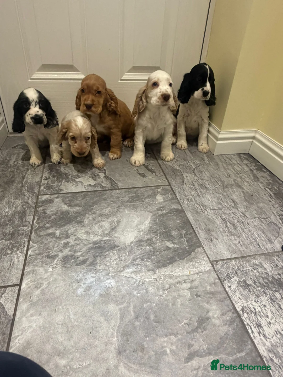 Cocker Spaniel dogs for sale: OUTSTANDING ADORABLE SHOW TYPE COCKER SPANIEL  - Advert 20