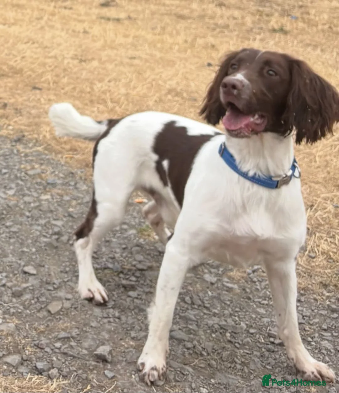 Sprocker dogs for sale: 2 boy sprocker pups in Newton Aycliffe - Advert 11