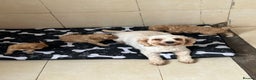 Cavapoo dogs for sale: beautiful cavapoo puppies for sale  - Advert 5