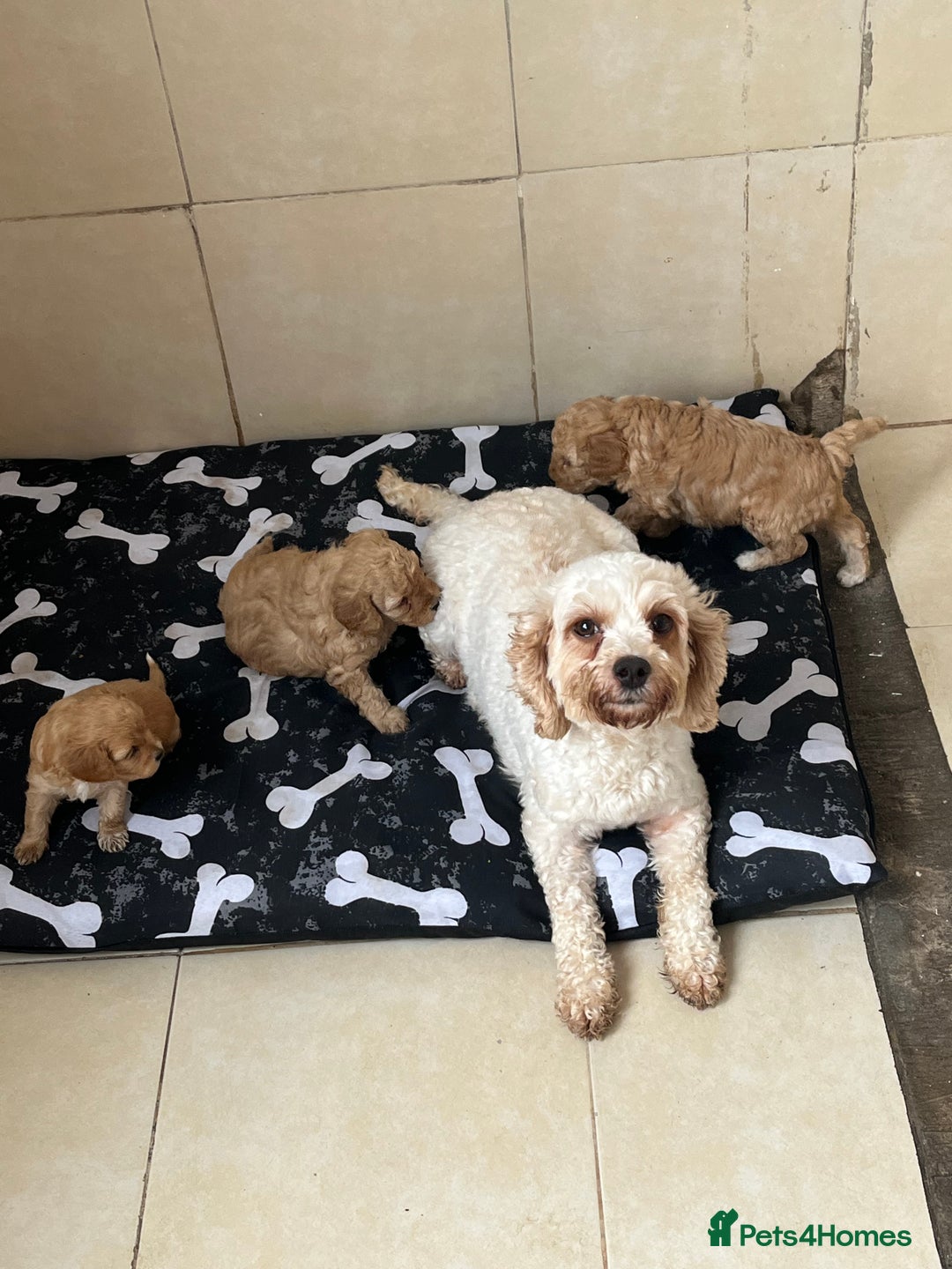 Cavapoo dogs for sale: beautiful cavapoo puppies for sale  - Advert 5