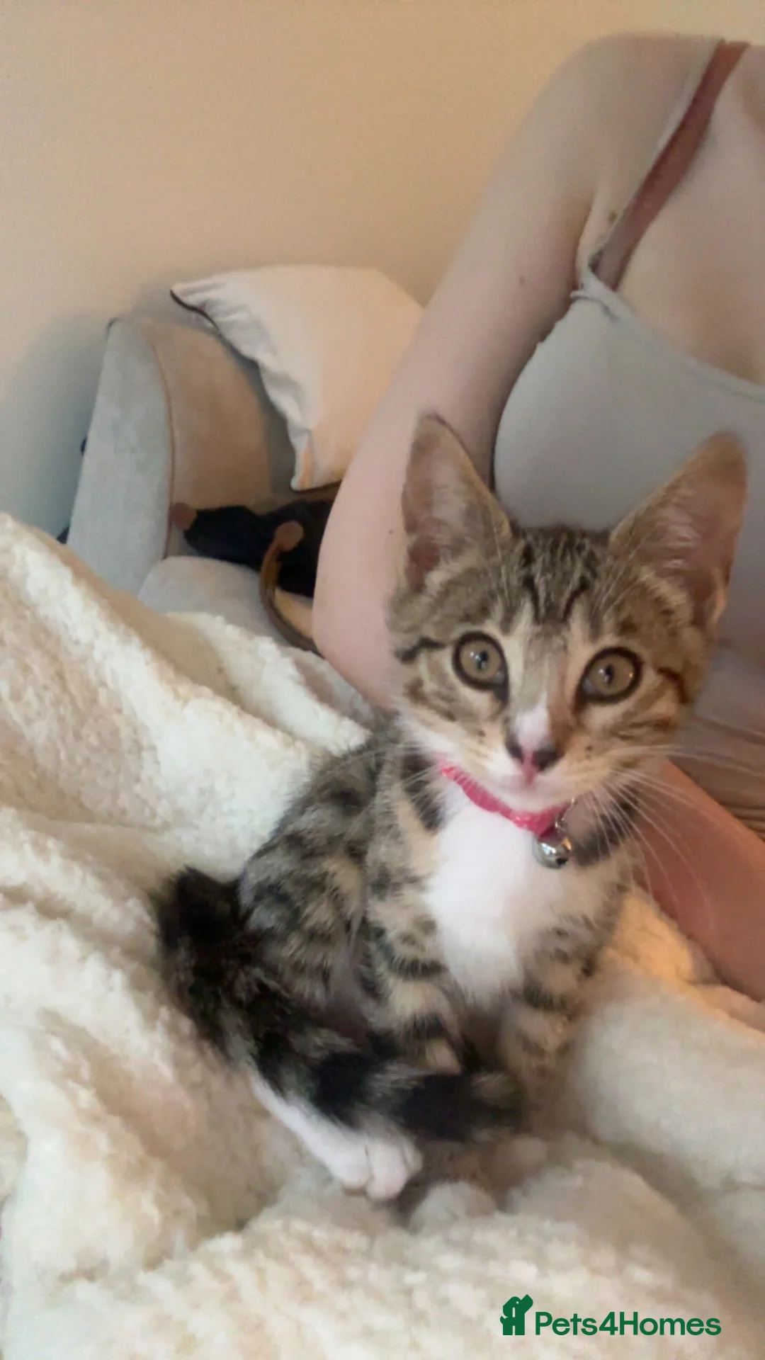 Mixed Breed cats for sale: 2 Half Bengal x Tabby kittens (Must go together.) - Advert 15