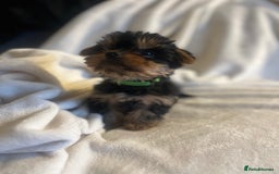 Yorkshire Terrier dogs for sale: Pure Yorkshire Terrier puppies for sale  - Image 4