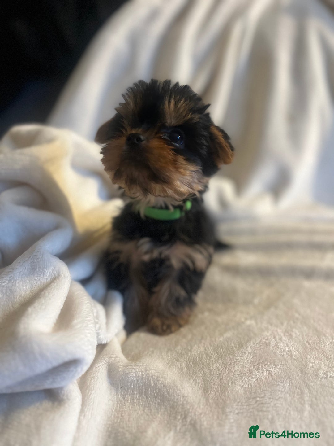 Yorkshire Terrier dogs for sale: Pure Yorkshire Terrier puppies for sale  - Image 4