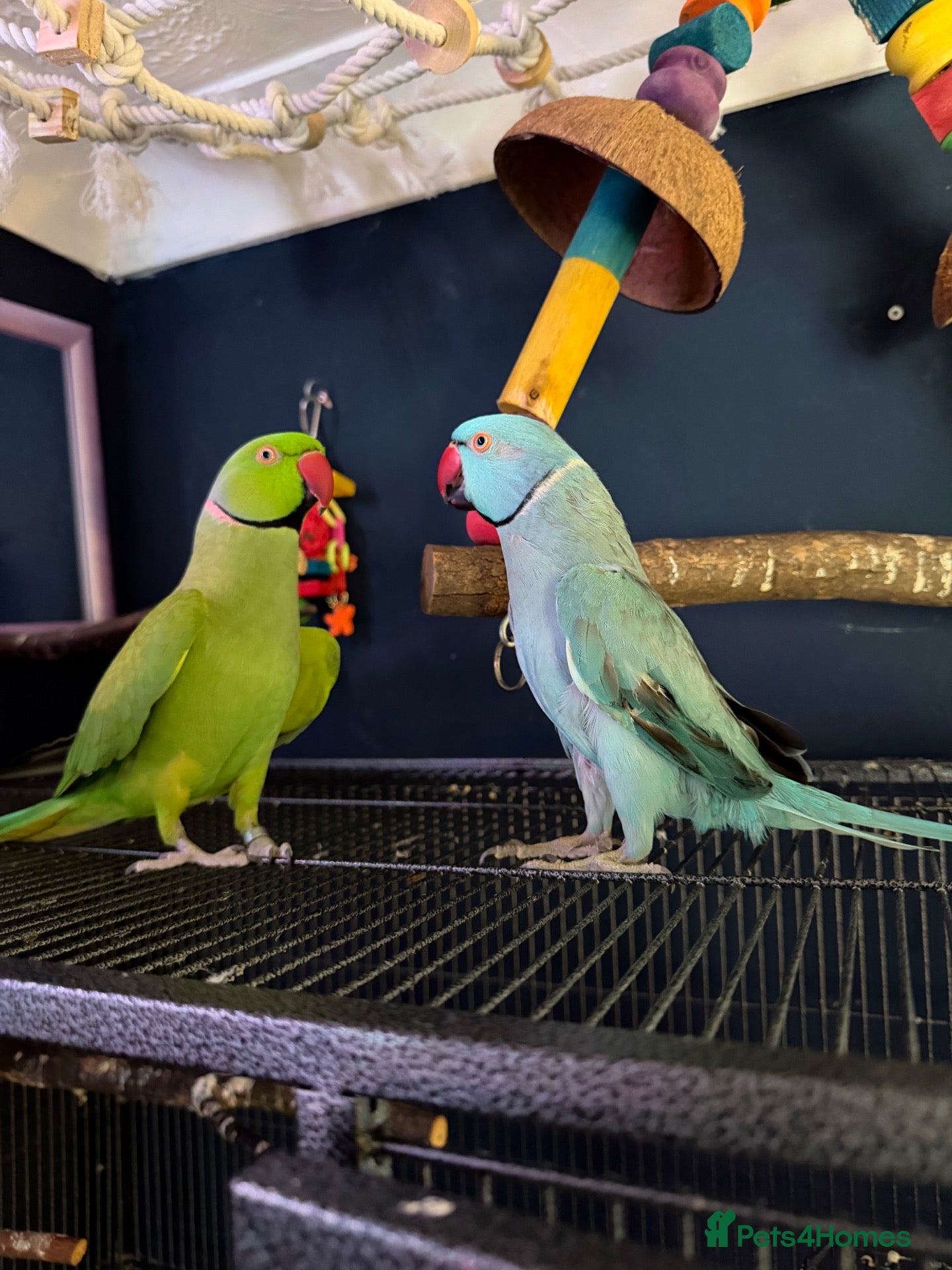 Parakeets birds for sale: Bluey the ringneck - Advert 2