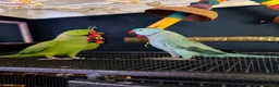 Parakeets birds for sale: Bluey the ringneck - Advert 2