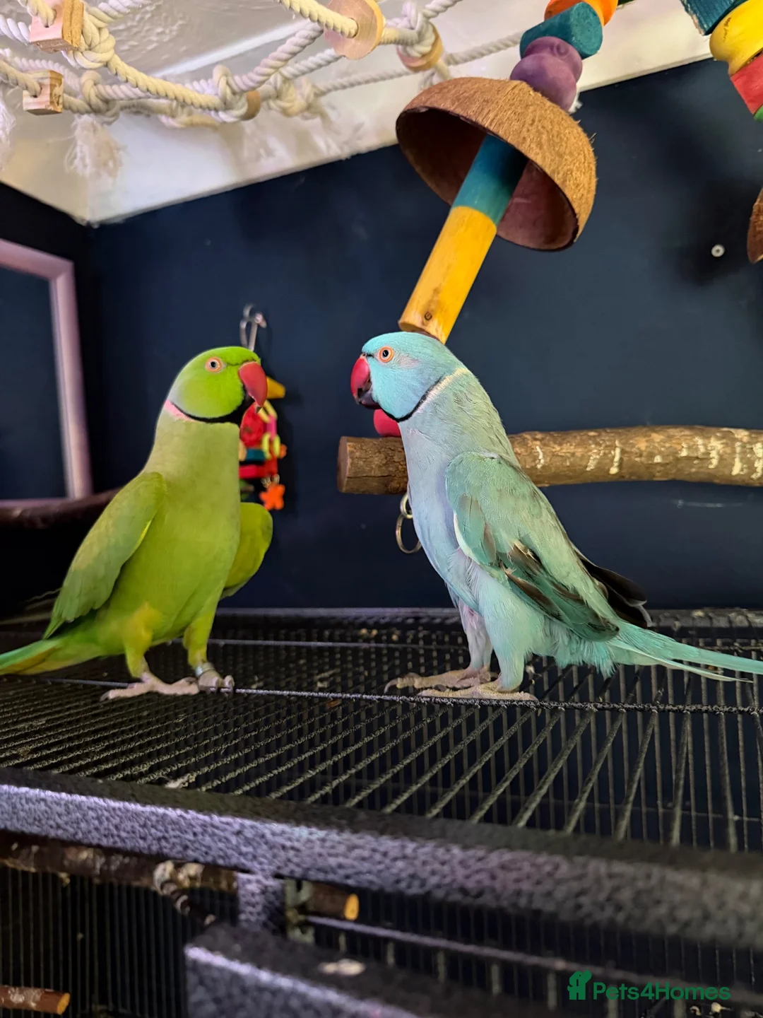 Parakeets birds for sale: Bluey the ringneck - Advert 2