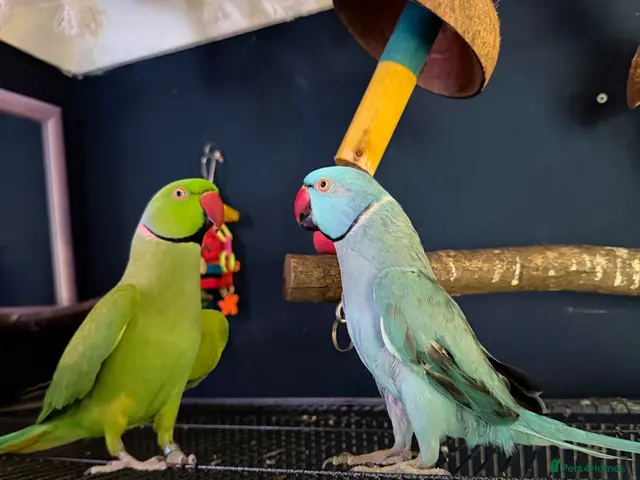 Parakeets birds for sale: Bluey the ringneck - Advert 2