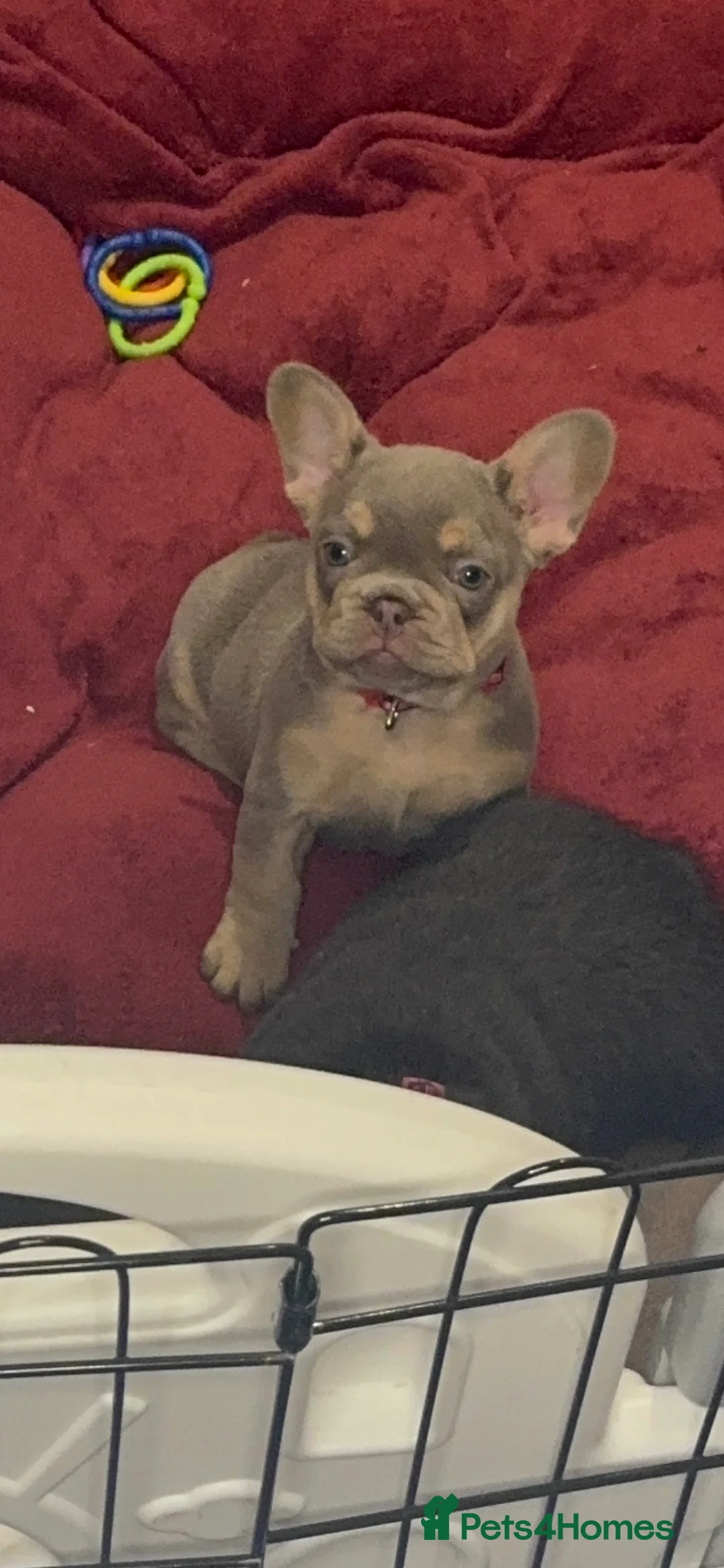 French Bulldog dogs for sale: Outstanding Frenchie pups KC registered  - Advert 20