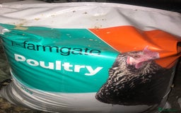 Quail poultry for sale: JAPANESE & JUMBO QUAILS ! - Image 8